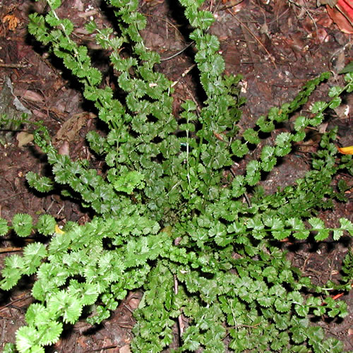  Athyrium filix-femina frizelliae